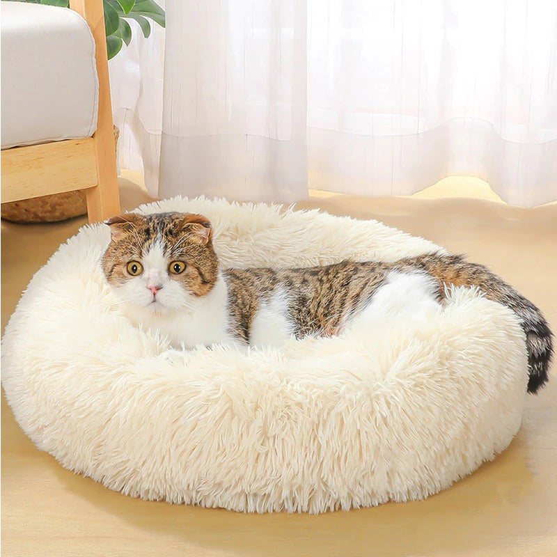 cat bed