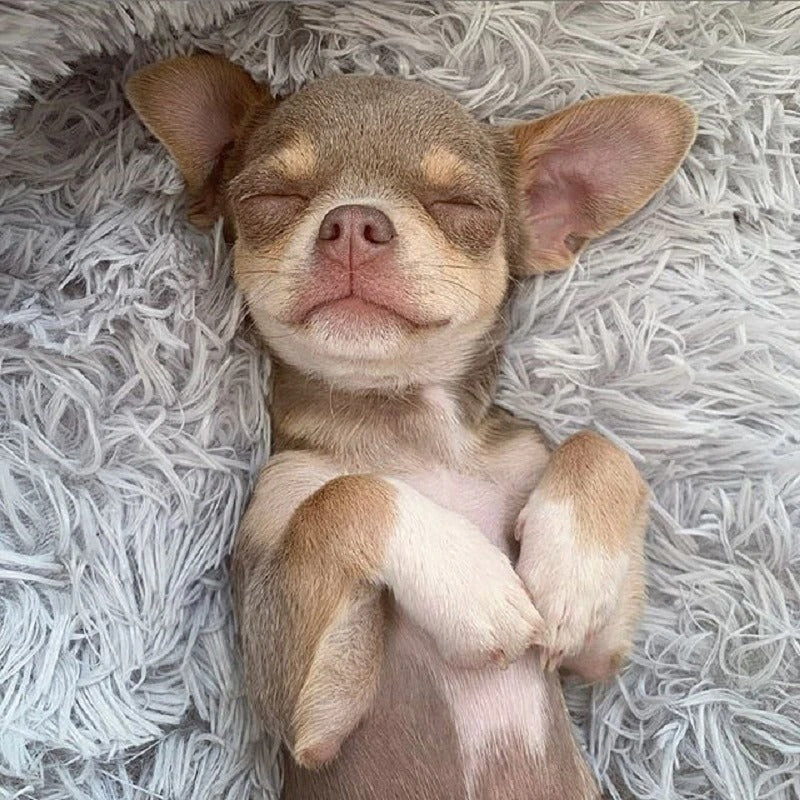 human dog bed